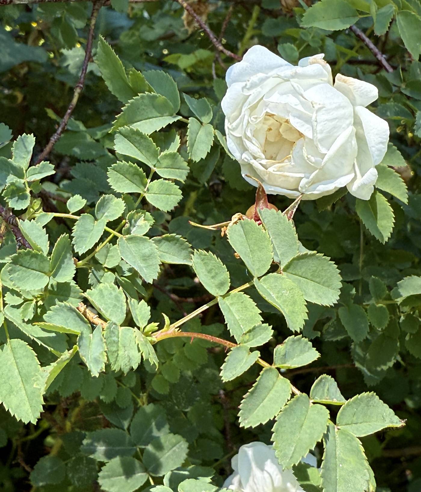 Rosa pimpinellifolia image