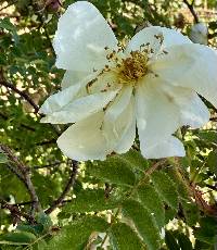 Rosa pimpinellifolia image