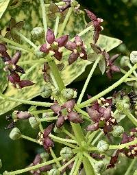 Aucuba japonica image
