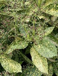 Aucuba japonica image