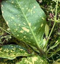 Aucuba japonica image