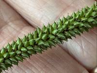 Carex pendula image