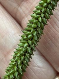 Carex pendula image