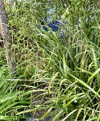 Carex pendula image