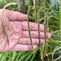 Carex pendula image