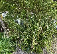 Carex pendula image