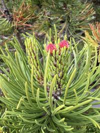 Pinus contorta image
