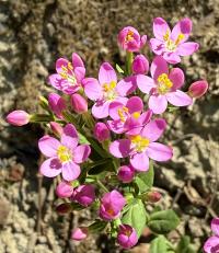 Media resource of Centaurium erythraea