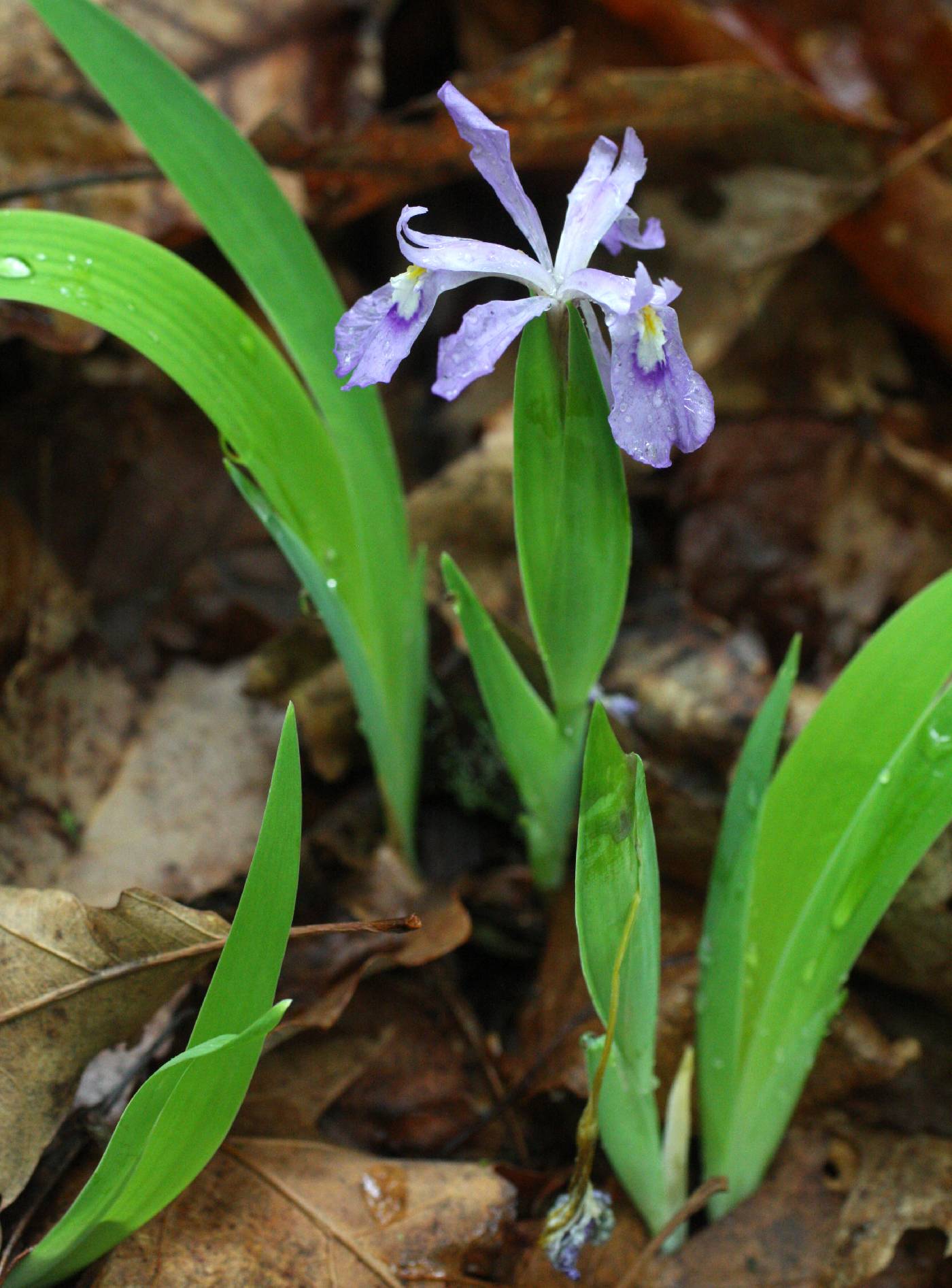 Iris cristata image