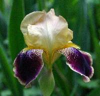 Image of Iris germanica