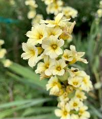 Sisyrinchium striatum image