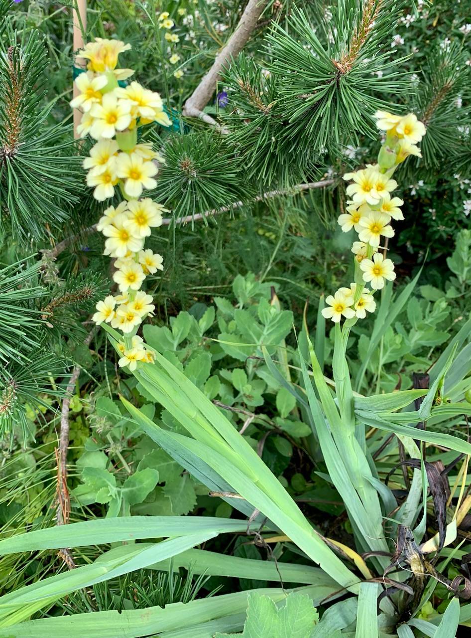 Sisyrinchium striatum image