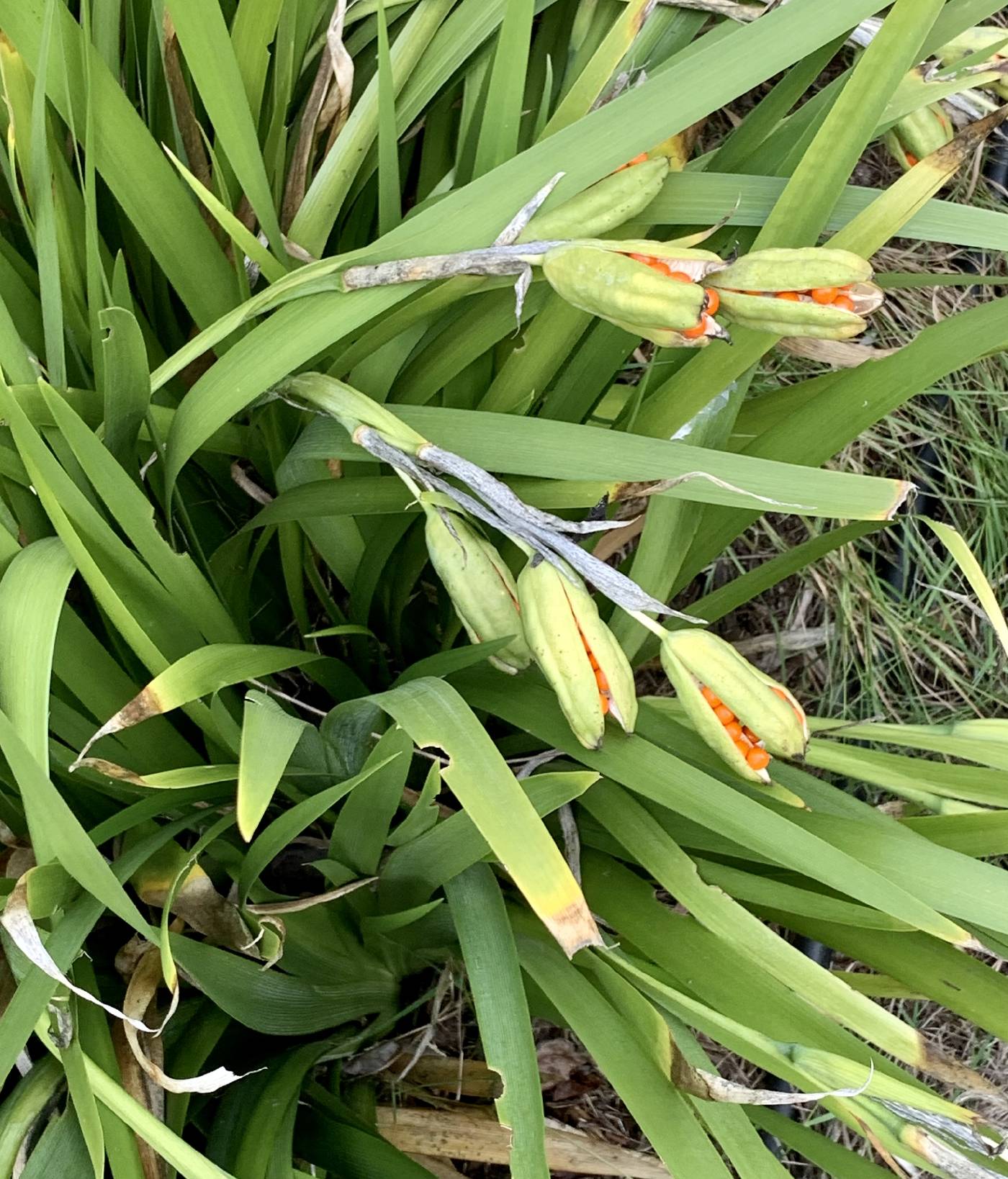 Iris foetidissima image