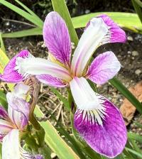 Iris spuria image