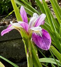 Media resource of Iris spuria