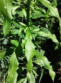 Erysimum cheiranthoides image