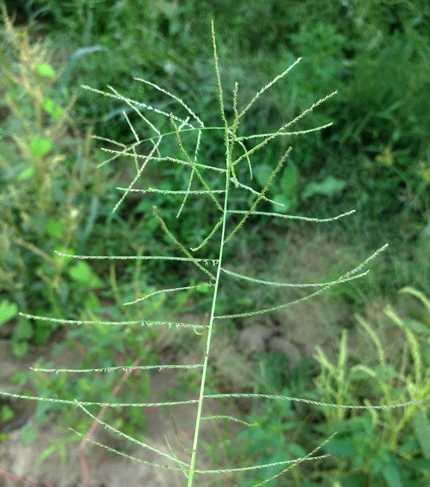 Leptochloa panicea subsp. mucronata image