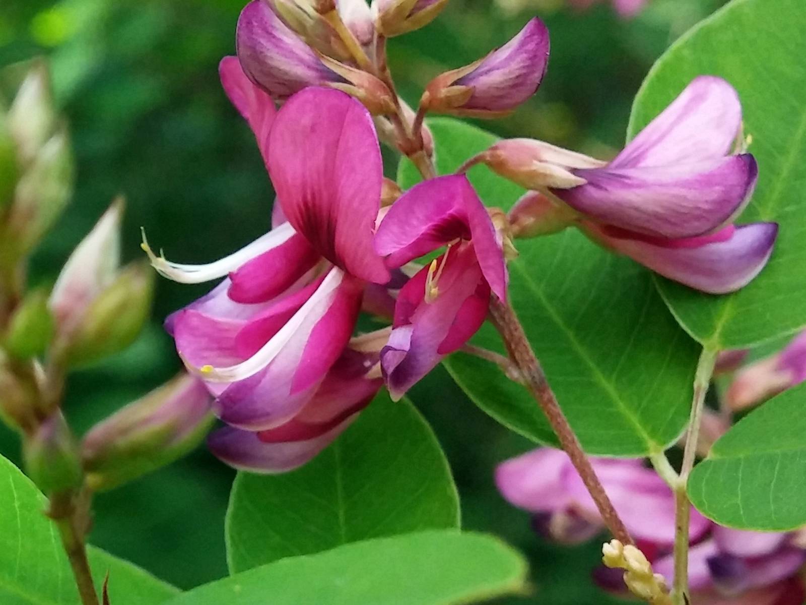 Lespedeza bicolor image