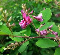 Lespedeza bicolor image