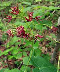 Matelea obliqua image