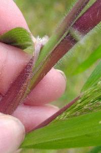 Panicum gattingeri image