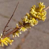 Cuscuta cephalanthi image