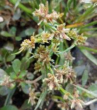 Cyperus fuscus image