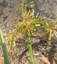 Cyperus fuscus image