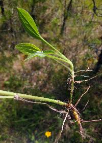 Rudbeckia fulgida image