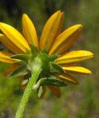 Rudbeckia fulgida image