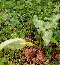 Arum italicum image