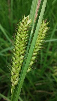 Image of Carex hyalinolepis