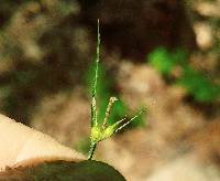 Carex jamesii image