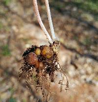 Dicentra canadensis image