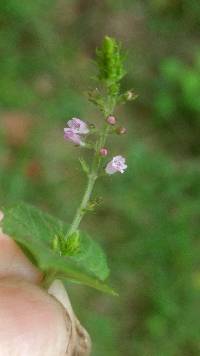 Mosla dianthera image