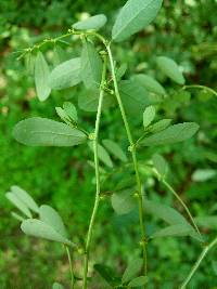 Image of Phyllanthus caroliniensis