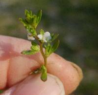 Veronica peregrina image