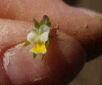 Viola arvensis image