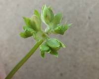 Valerianella chenopodiifolia image