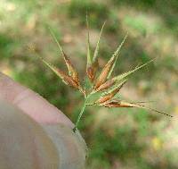 Rhynchospora corniculata image