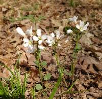 Cardamine douglassii image