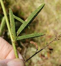 Desmodium sessilifolium image