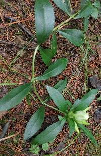 Gentiana villosa image