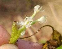 Heteranthera reniformis image