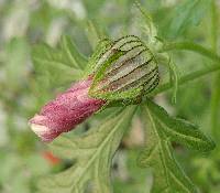 Hibiscus trionum image