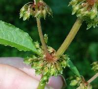 Rumex obtusifolius image