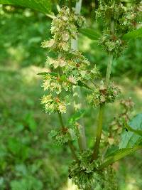 Rumex obtusifolius image