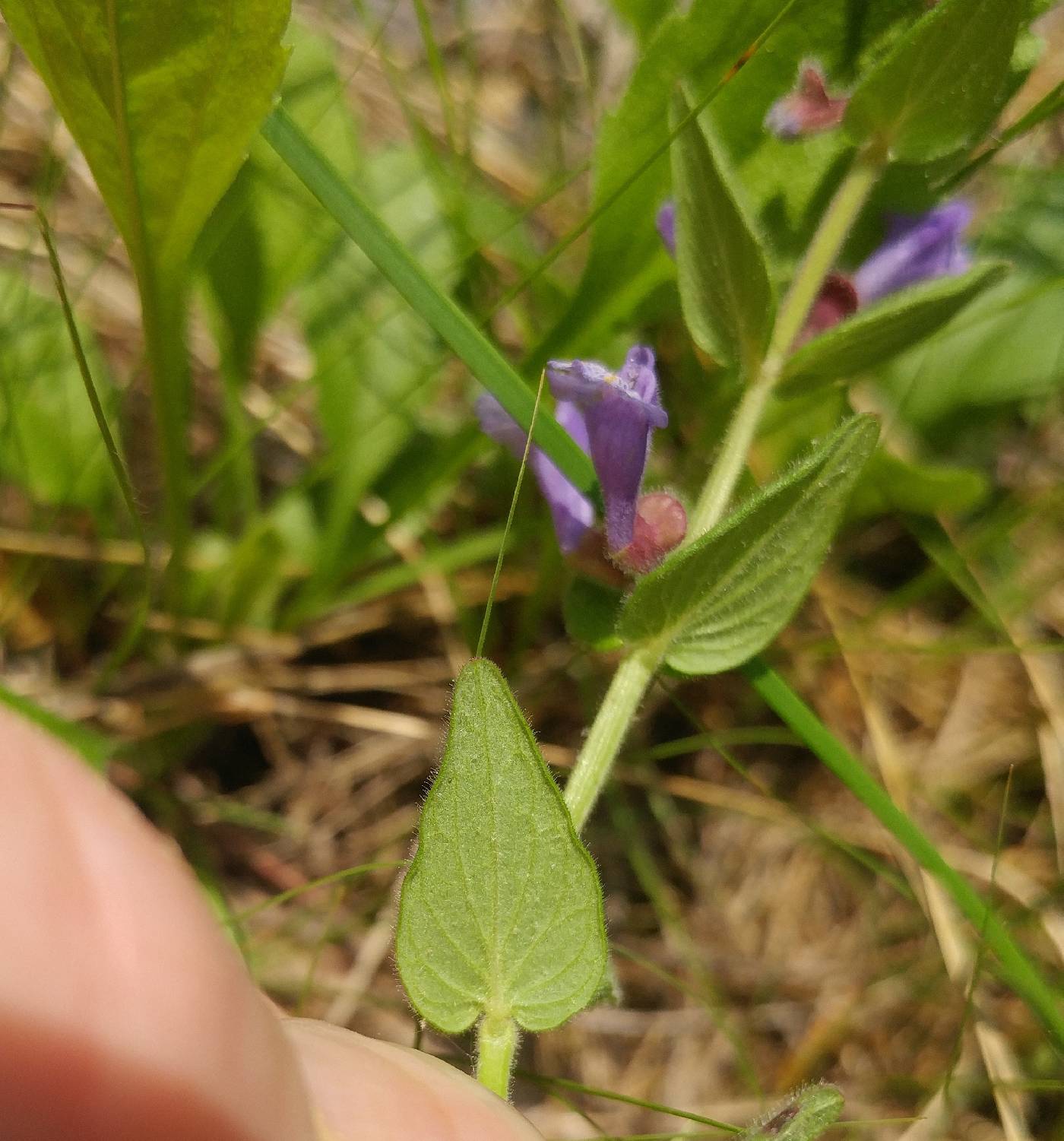 Scutellaria parvula var. parvula image