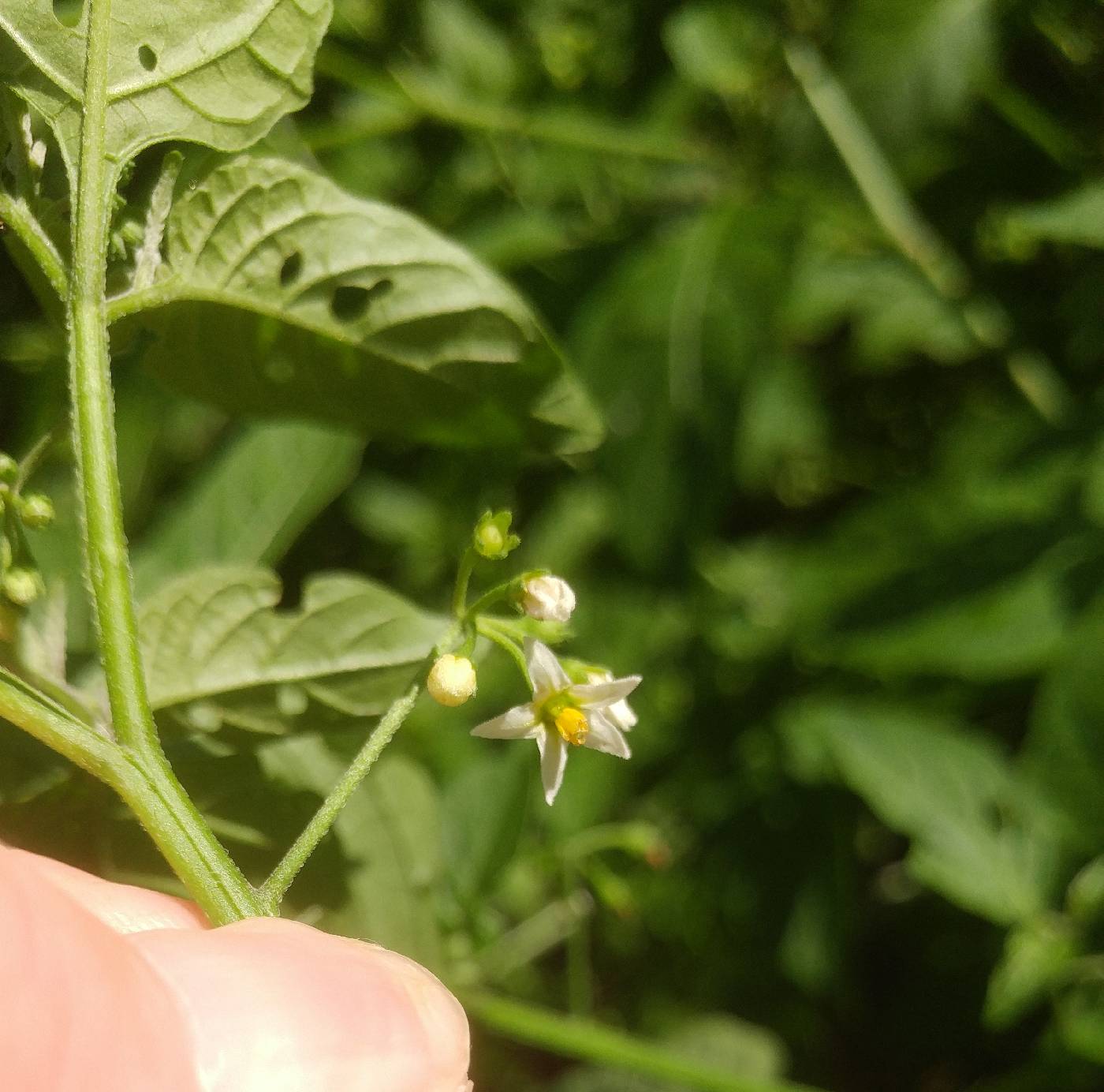 Solanum ptychanthum image