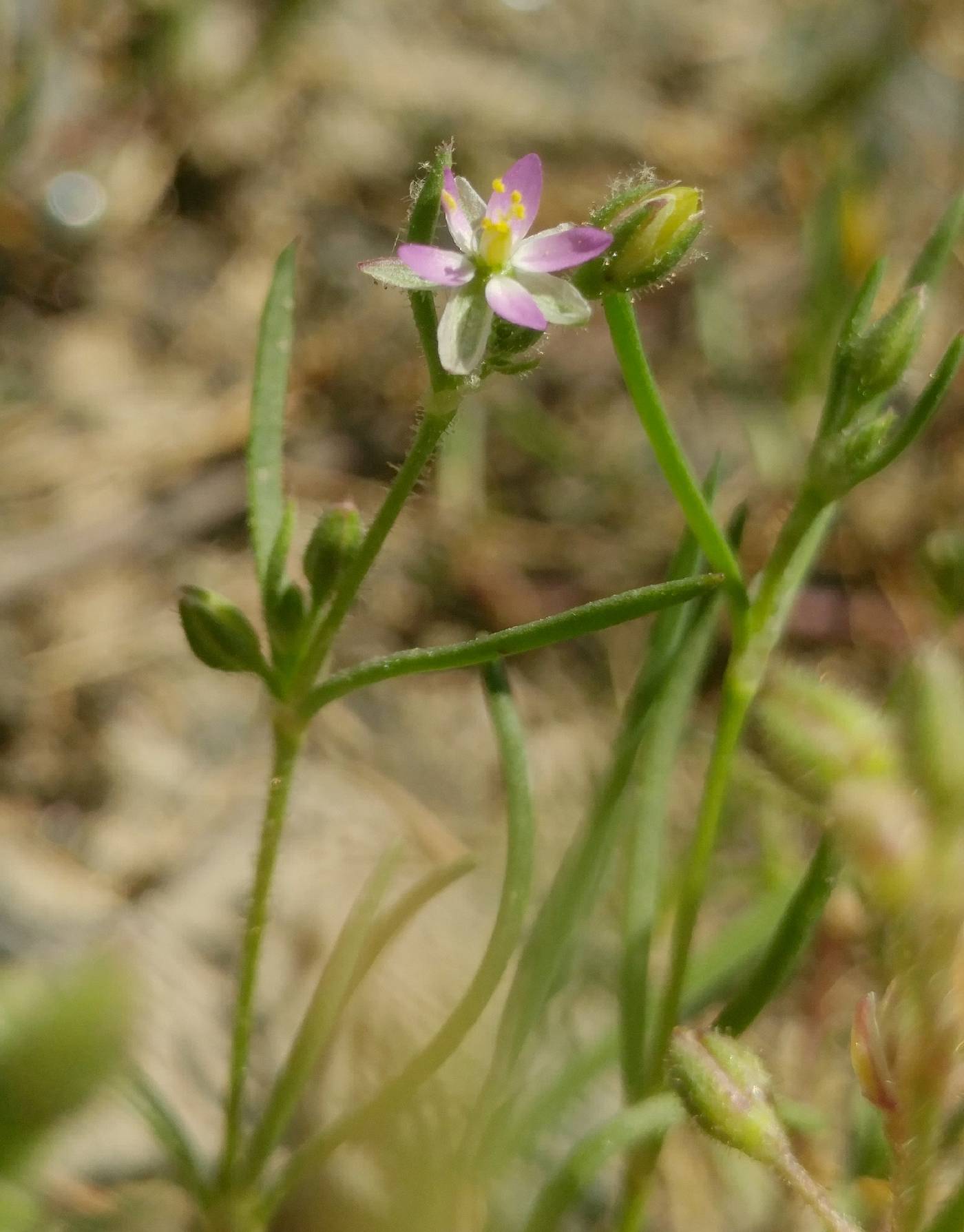 Spergularia salina image